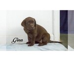 Small Photo #10 Labrador Retriever Puppy For Sale in CLARE, MI, USA