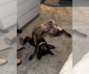 Kimiko- located in Missouri - Female Mutt Dog for Adoption - Photo #5