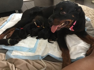 Mother of the Rottweiler puppies born on 06/20/2017