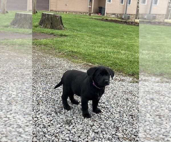 Medium Photo #1 Labsky Puppy For Sale in CANFIELD, OH, USA