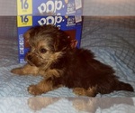 Small Photo #181 Yorkshire Terrier Puppy For Sale in AKRON, OH, USA