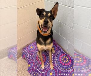 Texas Heeler-Unknown Mix Dogs for adoption in Brighton, CO, USA
