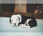 Puppy 5 Sheepadoodle