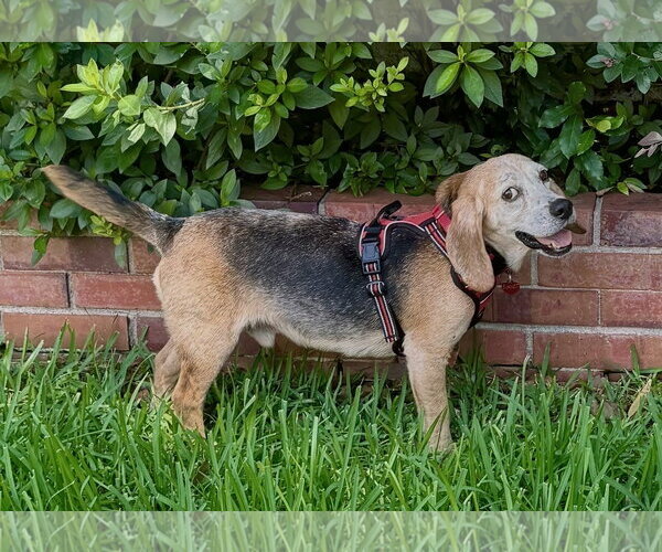 Medium Photo #8 Beagle Puppy For Sale in Dunnellon, FL, USA