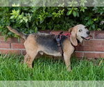 Small #7 Beagle