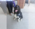 Small #17 Border Collie Mix