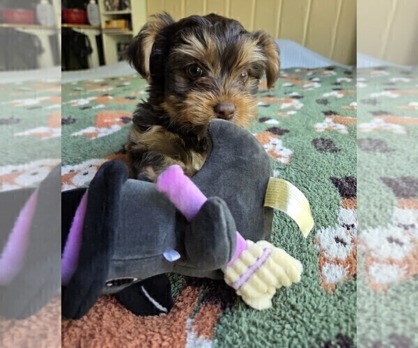Medium Photo #12 Yorkshire Terrier Puppy For Sale in RHOADESVILLE, VA, USA