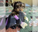 Small Photo #12 Yorkshire Terrier Puppy For Sale in RHOADESVILLE, VA, USA