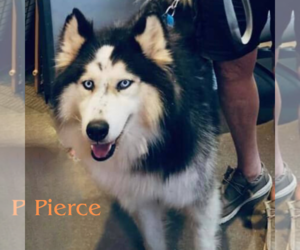 Siberian Husky Dogs for adoption in Carrollton, TX, USA