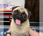Small Pug