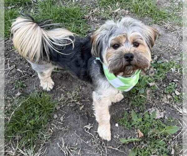 Medium Photo #4 ShiChi Puppy For Sale in Lee's Summit, MO, USA