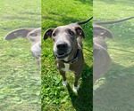 Small #4 American Pit Bull Terrier Mix