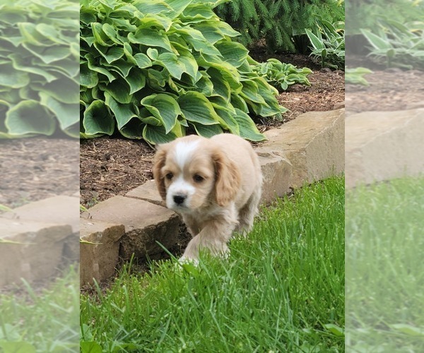 Medium Photo #18 Cocker Spaniel Puppy For Sale in WITHEE, WI, USA