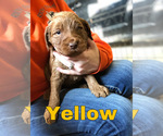 Small Photo #2 Goldendoodle Puppy For Sale in WAYLAND, IA, USA