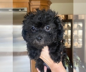 Lhasa-Poo Puppy for Sale in E BRUNSWICK, New Jersey USA
