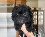 Small Lhasa-Poo