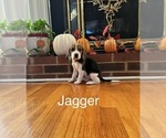 Puppy Jagger Beagle
