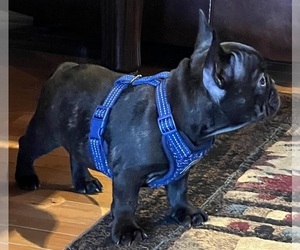 French Bulldog Puppy for sale in BOLIVAR, MO, USA