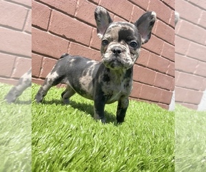 French Bulldog Puppy for sale in LAS VEGAS, NV, USA