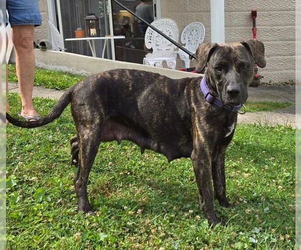 Medium Photo #2 Plott Hound-Unknown Mix Puppy For Sale in Sykesville, MD, USA