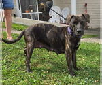 Small #1 Plott Hound Mix