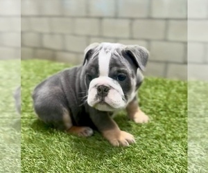 English Bulldog Puppy for sale in DALLAS, TX, USA