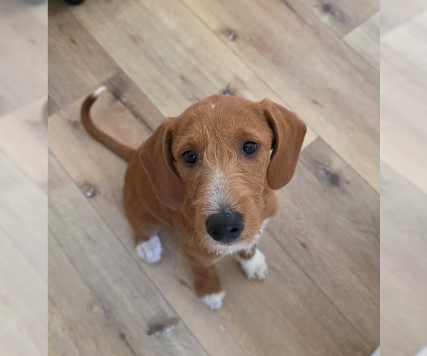 Medium Photo #2 Beagle Puppy For Sale in Menifee, CA, USA