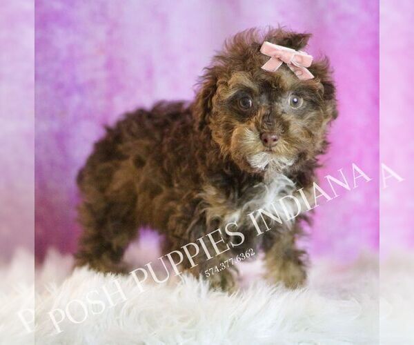 Medium Photo #3 Poodle (Miniature) Puppy For Sale in WARSAW, IN, USA
