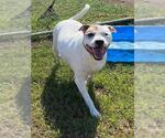 Small #1 American Pit Bull Terrier Mix
