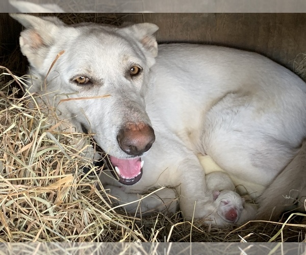 Medium Photo #1 German Shepherd Dog Puppy For Sale in FOSTER, KY, USA