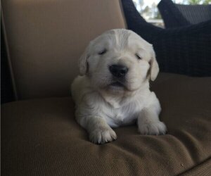 English Cream Golden Retriever Puppy for sale in SACRAMENTO, CA, USA