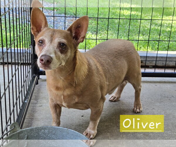 Medium Photo #3 Chiweenie Puppy For Sale in Albemarle, NC, USA