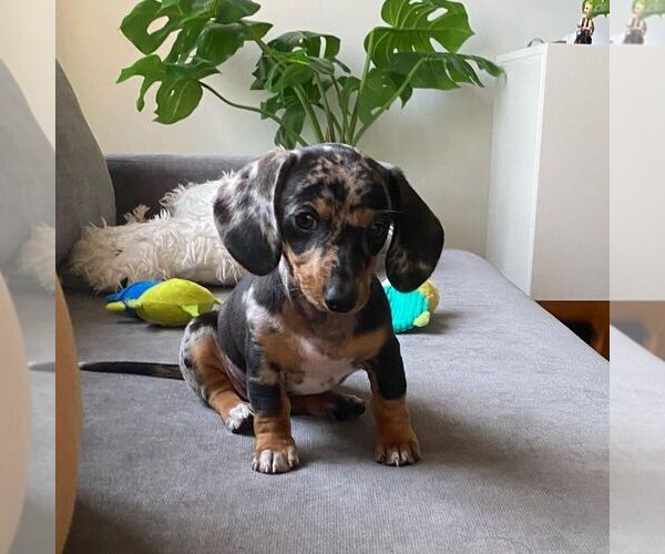 Medium Photo #1 Dachshund Puppy For Sale in GARWOOD, TX, USA
