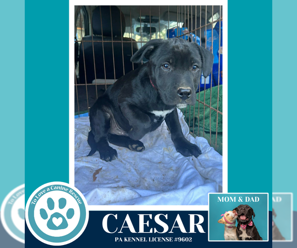 Medium Photo #1 Labrador Retriever-Unknown Mix Puppy For Sale in Kimberton, PA, USA