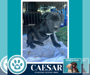 Labsky Dogs for adoption in Kimberton, PA, USA