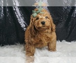 Puppy Bucky F1B Goldendoodle (Miniature)