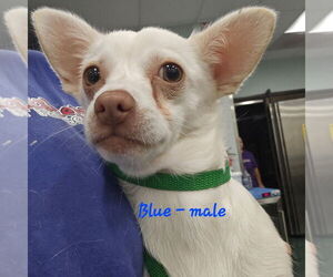 Chihuahua-Unknown Mix Dogs for adoption in Chico, CA, USA