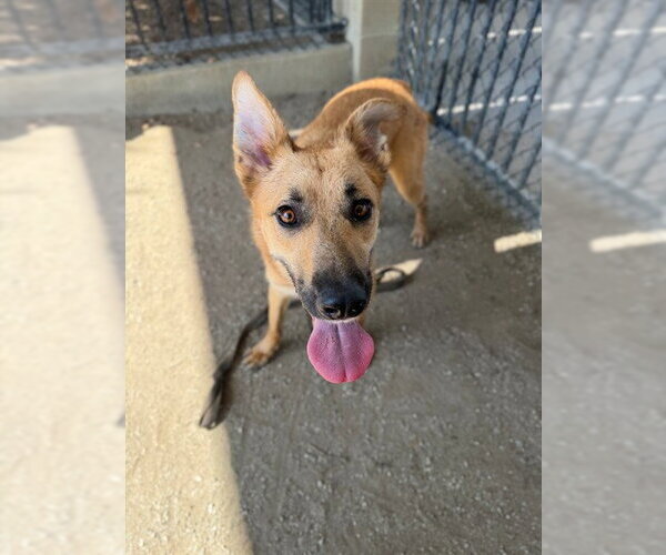 Medium Photo #2 German Shepherd Dog-Unknown Mix Puppy For Sale in Riverside, CA, USA