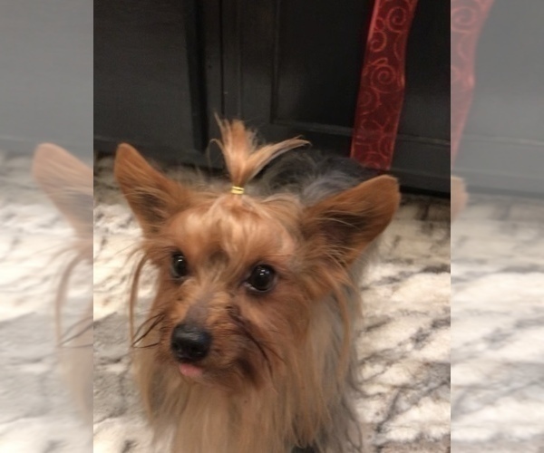 Medium Photo #9 Yorkshire Terrier Puppy For Sale in MOUNT CARMEL, PA, USA