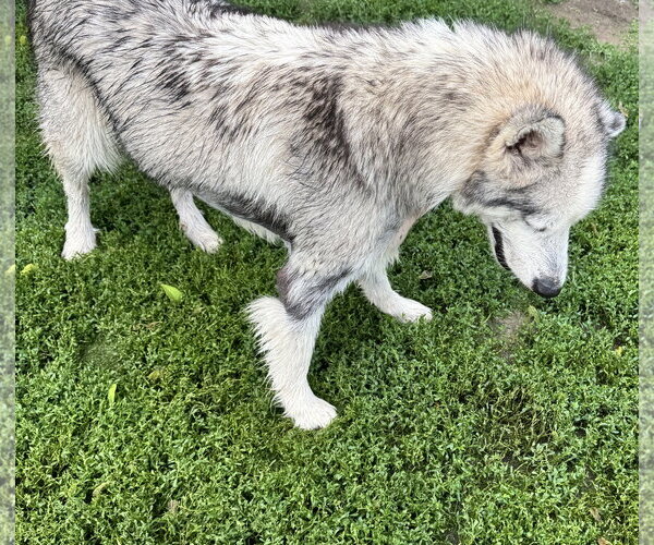 Medium Photo #5 Siberian Husky-Unknown Mix Puppy For Sale in Kankakee, IL, USA