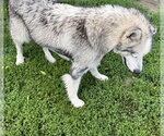 Small Photo #5 Siberian Husky-Unknown Mix Puppy For Sale in Kankakee, IL, USA