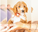Puppy Sophie Goldendoodle (Miniature)