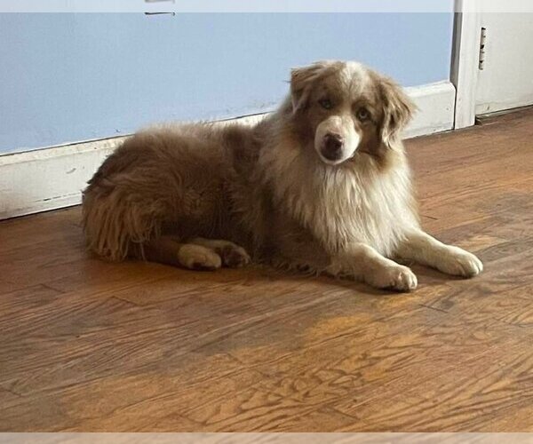 Medium Photo #1 Miniature American Shepherd Puppy For Sale in GARYSBURG, NC, USA