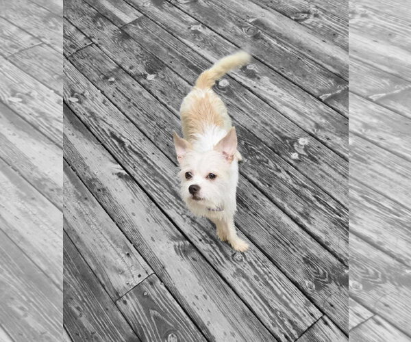 Medium Photo #5 Chihuahua-Unknown Mix Puppy For Sale in Columbus, IN, USA