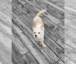Small #4 Chihuahua Mix