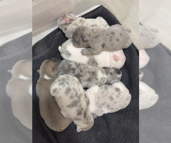 Medium Photo #1 French Bulldog Puppy For Sale in RIALTO, CA, USA