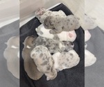Image preview for Ad Listing. Nickname: Litter of 5