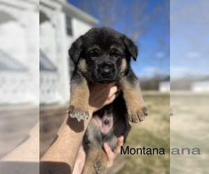 German Shepherd Dog Puppy for sale in LANCASTER, VA, USA