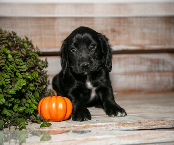 Medium Photo #1 Cocker Spaniel Puppy For Sale in SHREVE, OH, USA