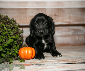 Medium Cocker Spaniel